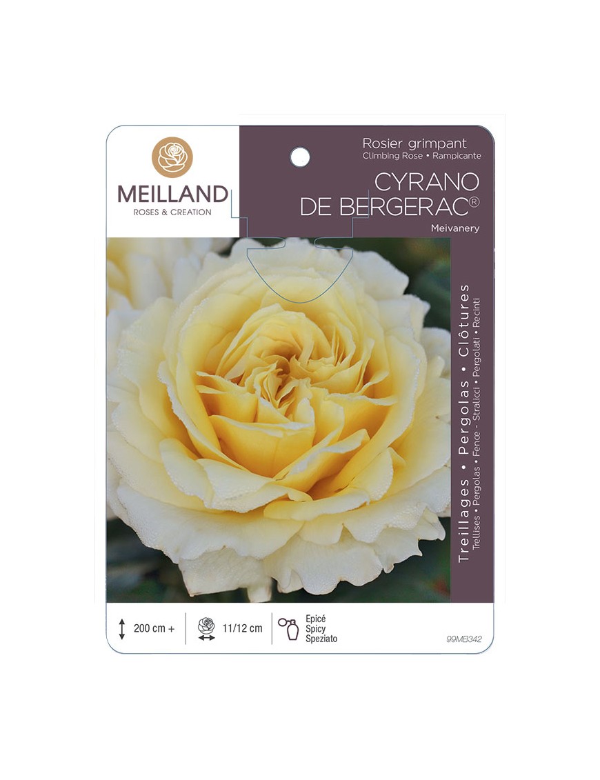 CYRANO DE BERGERAC ® Meivanery Rosier grimpant