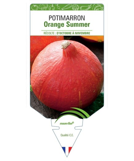 POTIMARRON ORANGE SUMMER