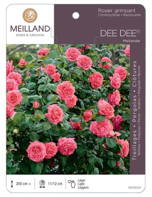 DEE DEE ® Meitandar Rosier grimpant