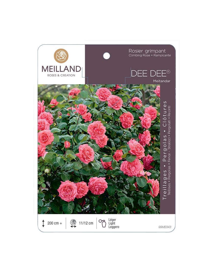 DEE DEE ® Meitandar Rosier grimpant