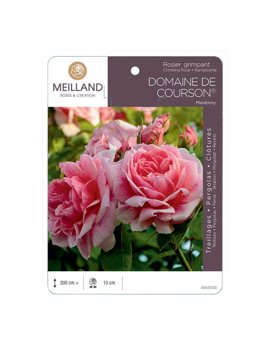DOMAINE DE COURSON ® Meidrimy Rosier grimpant