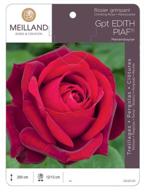 EDITH PIAF ® Meiramboyssar Rosier grimpant
