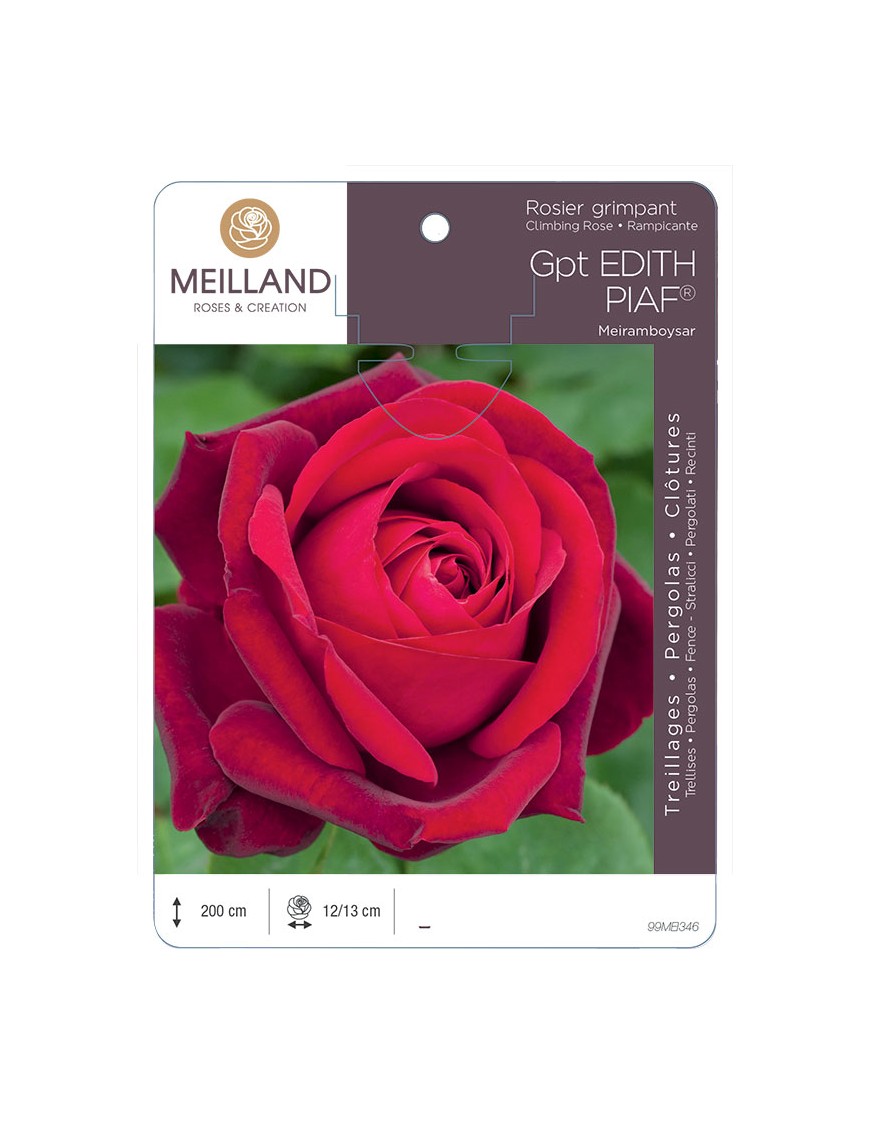 EDITH PIAF ® Meiramboyssar Rosier grimpant