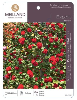 EXPLOIT ® Meilider Rosier grimpant