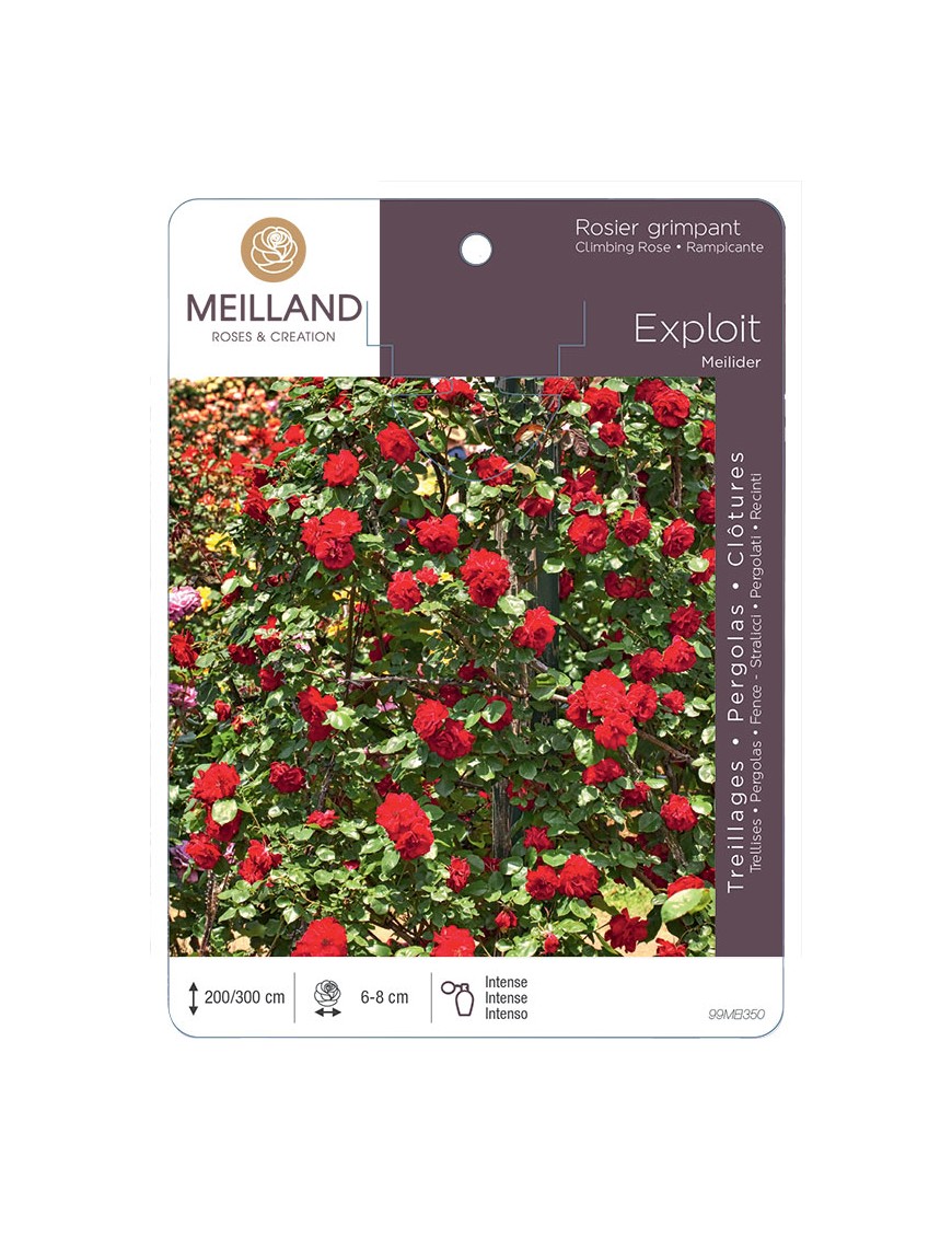 EXPLOIT ® Meilider Rosier grimpant