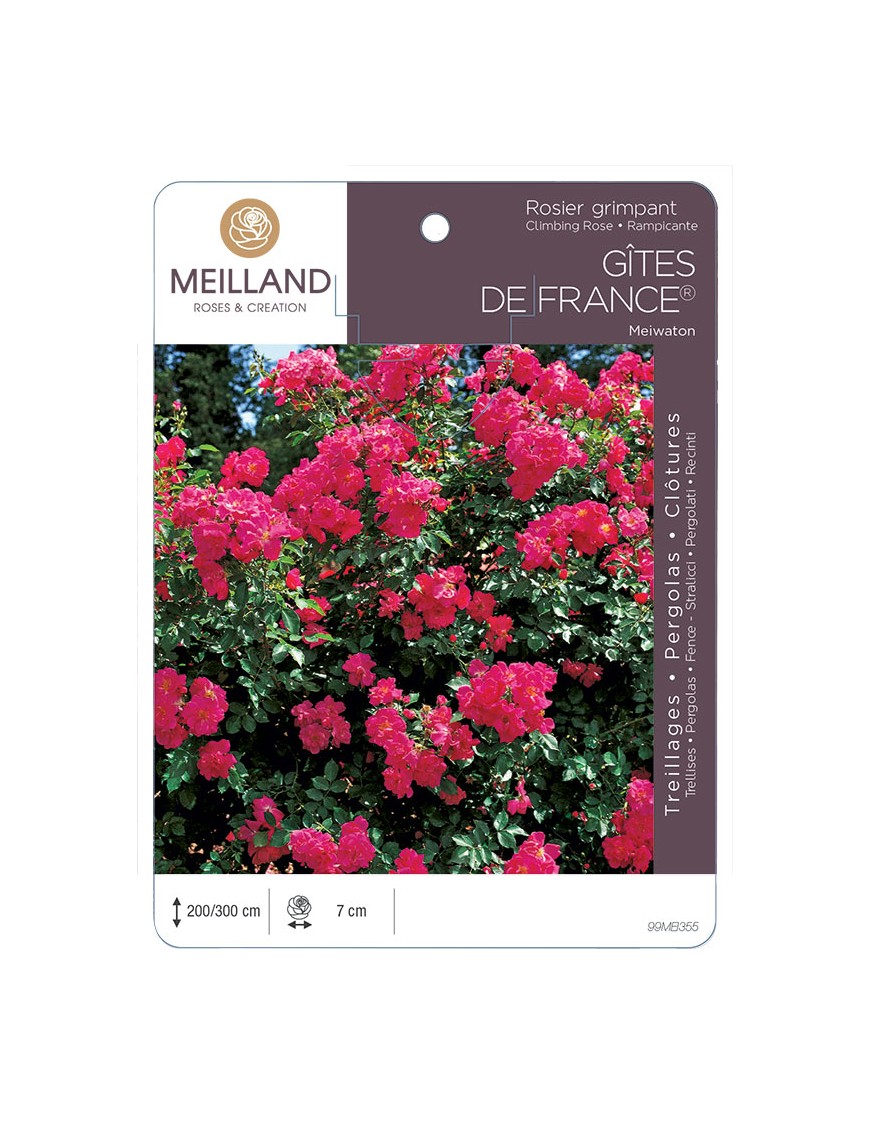 GÎTES DE FRANCE ® Meiwaton Rosier grimpant