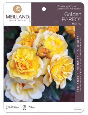 GOLDEN PAREO ® Meipiyou Rosier grimpant