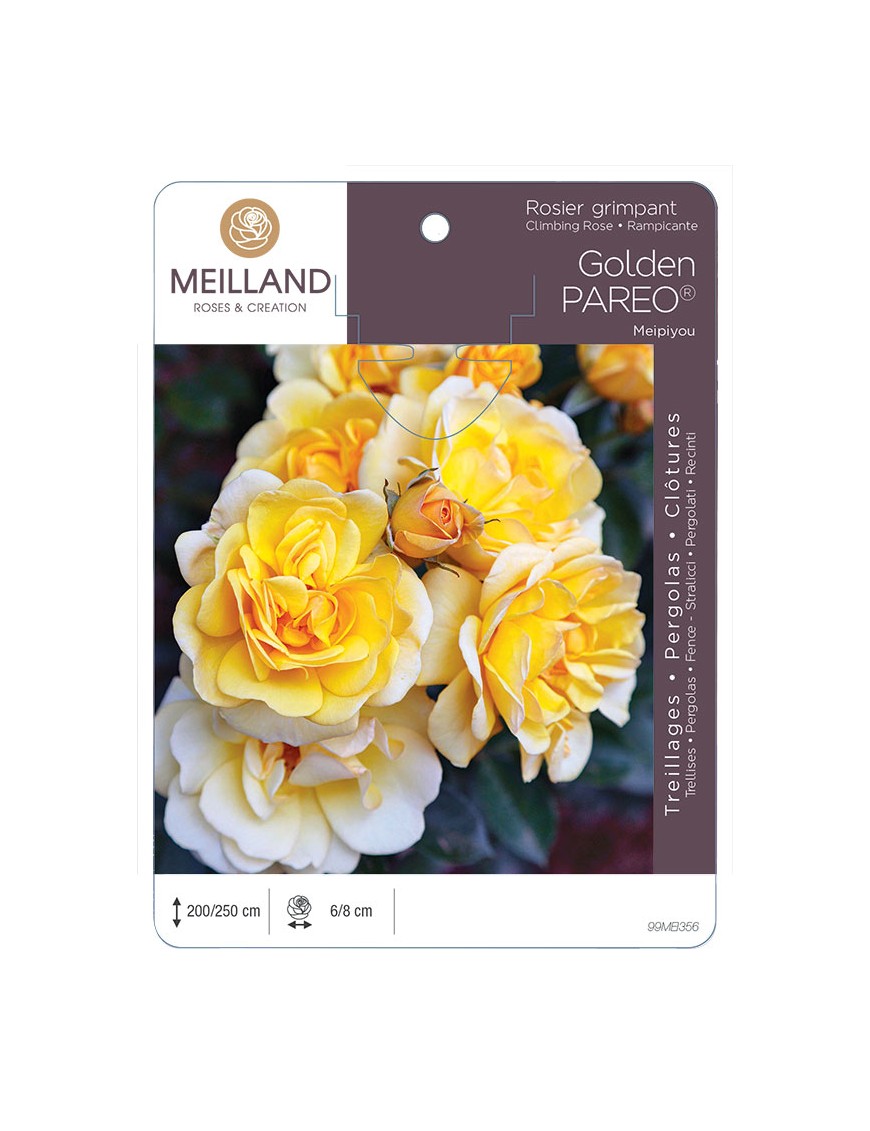 GOLDEN PAREO ® Meipiyou Rosier grimpant