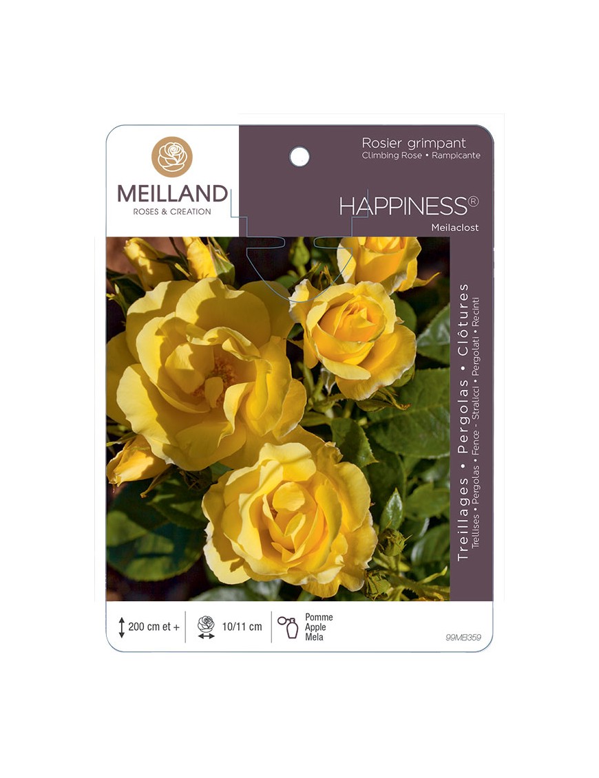 HAPPINESS ® Meilaclost Rosier grimpant