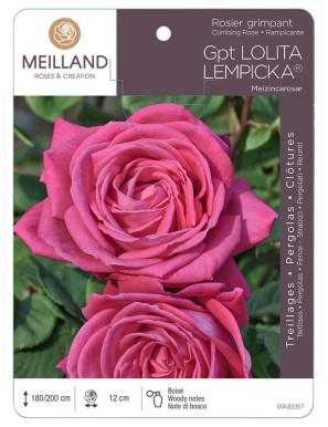LOLITA LEMPICKA ® Meizincarosar Rosier grimpant
