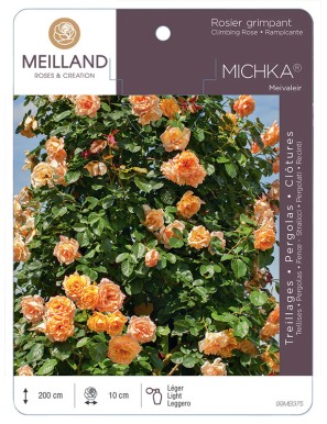 MICHKA ® Meivaleir Rosier grimpant