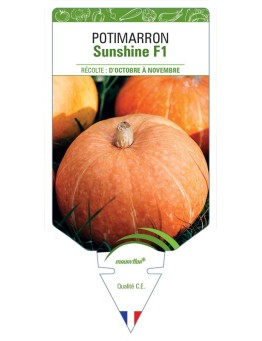 POTIMARRON SUNSHINE F1