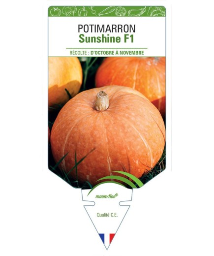 POTIMARRON SUNSHINE F1