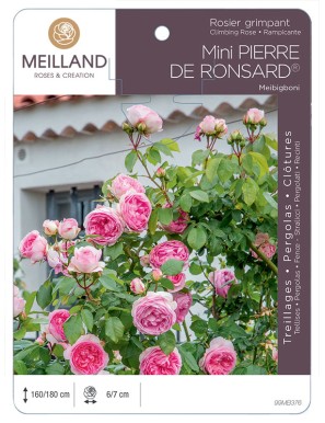 MINI PIERRE DE RONSARD ® Rosier grimpant