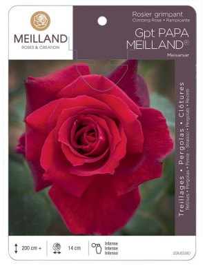 PAPA MEILLAND ® Meisarsar Rosier grimpant