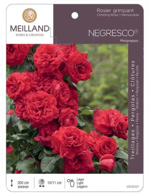 NEGRESCO ® Meigrappo Rosier grimpant