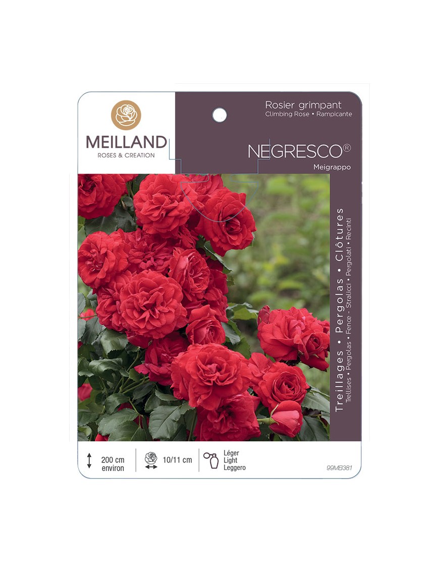 NEGRESCO ® Meigrappo Rosier grimpant