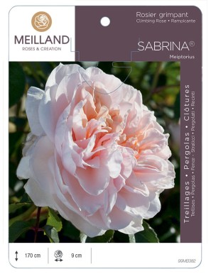 SABRINA ® Meiptorius Rosier grimpant