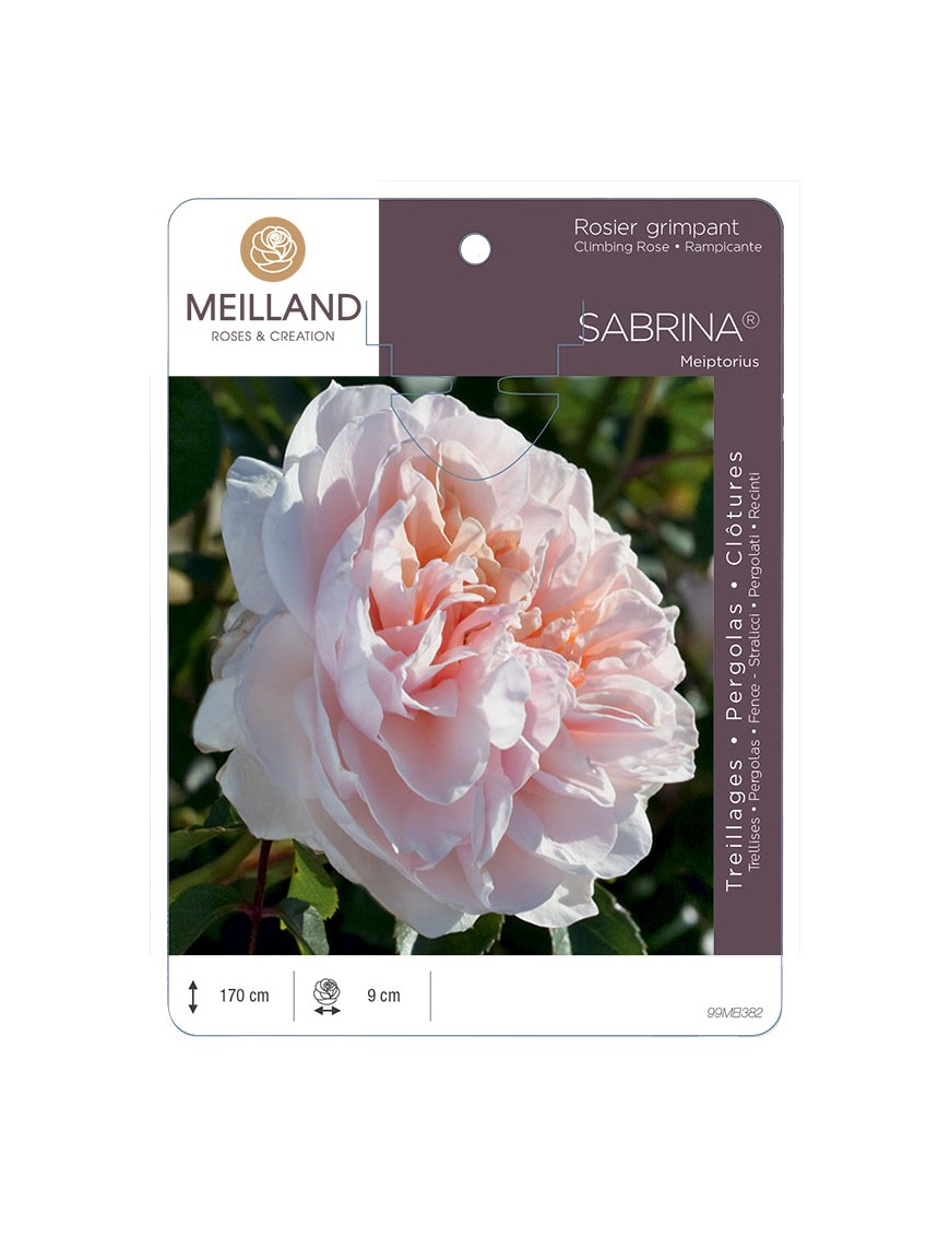 SABRINA ® Meiptorius Rosier grimpant