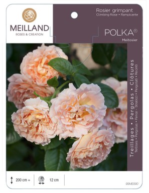 POLKA ® Meitosier Rosier grimpant
