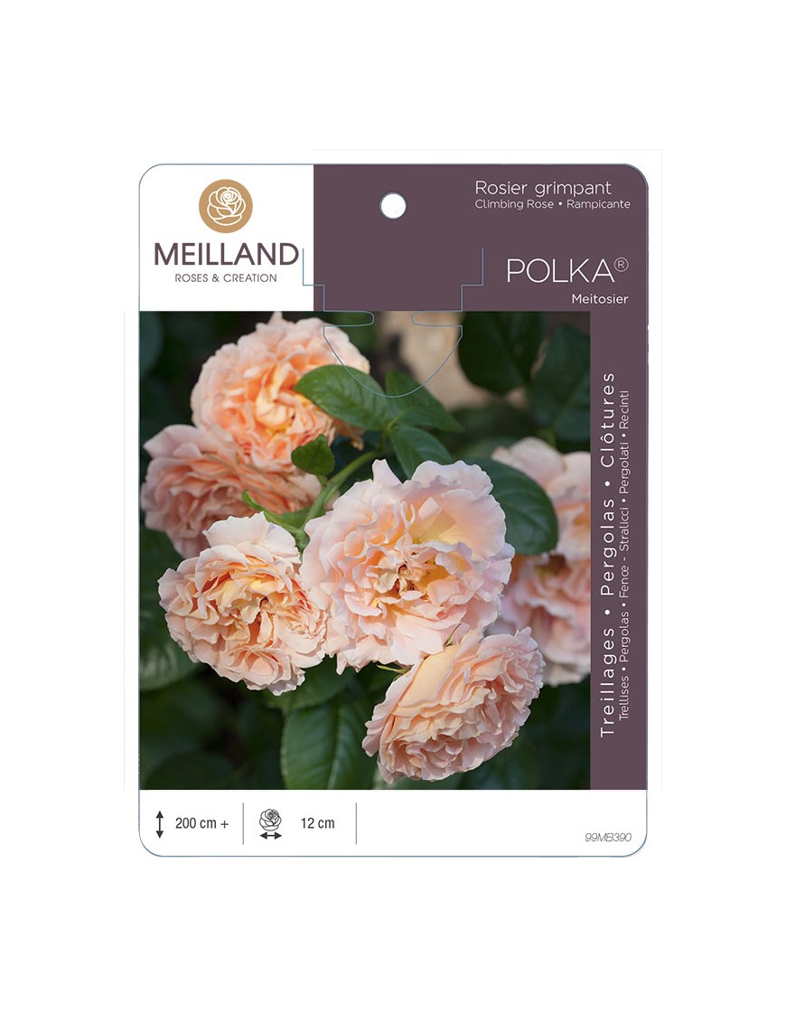 POLKA ® Meitosier Rosier grimpant