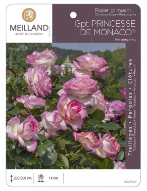 PRINCESSE DE MONACO® Meibergamu Rosier grimpant