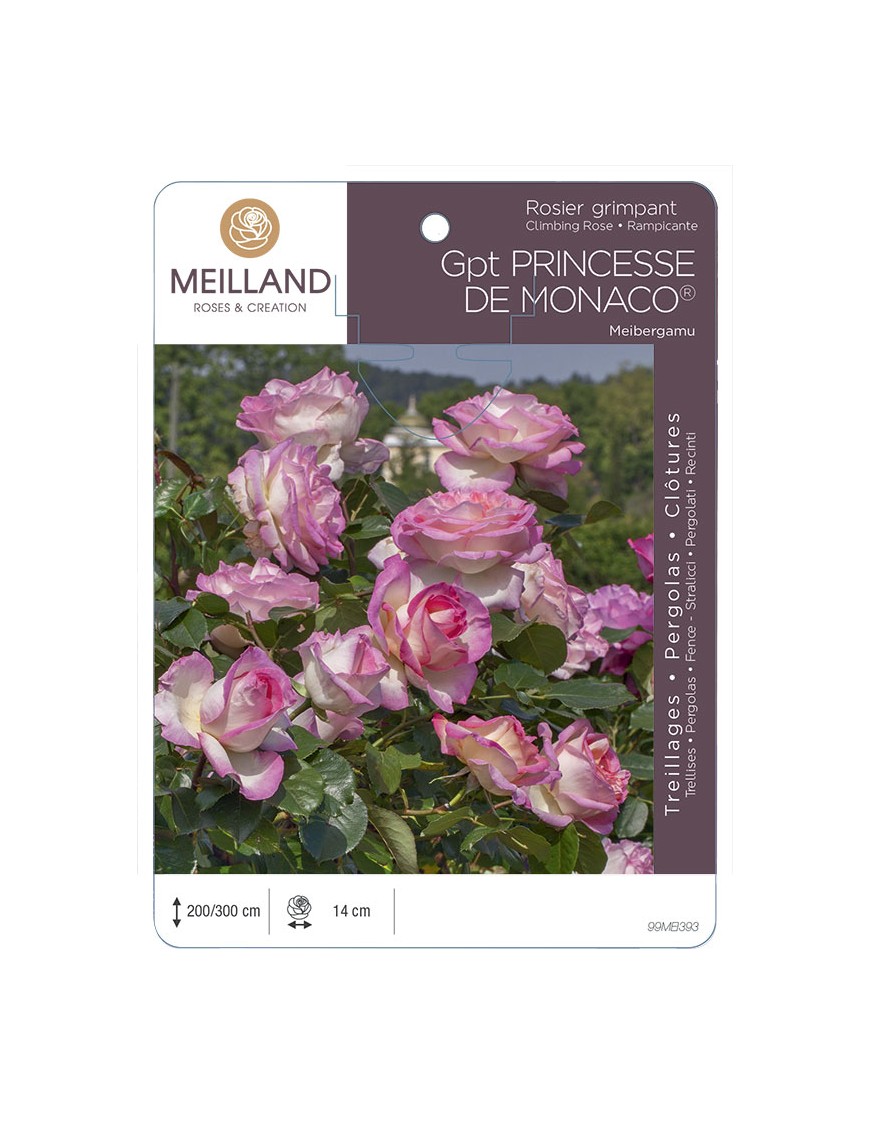 PRINCESSE DE MONACO® Meibergamu Rosier grimpant