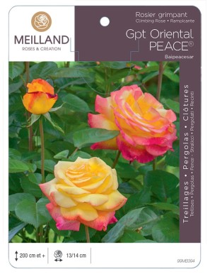 ORIENTAL PEACE® Baipeacesar Rosier grimpant