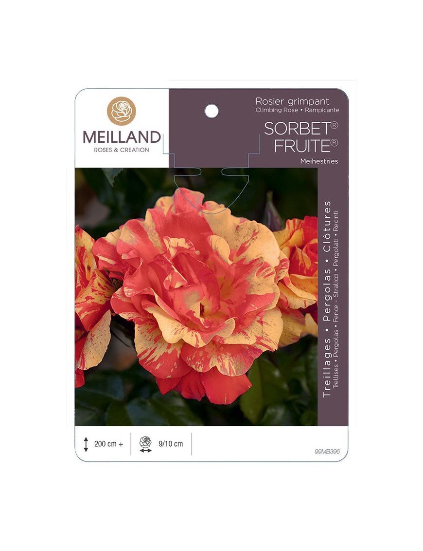 SORBET ® FRUITE ® Meihestries Rosier grimpant