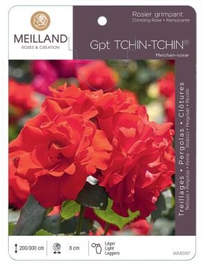 TCHIN-TCHIN ® Meichan-sosar Rosier grimpant