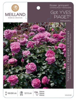 YVES PIAGET ® Keitsupiatsu Rosier grimpant