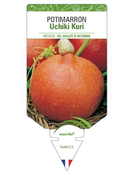 POTIMARRON UCHIKI KURI