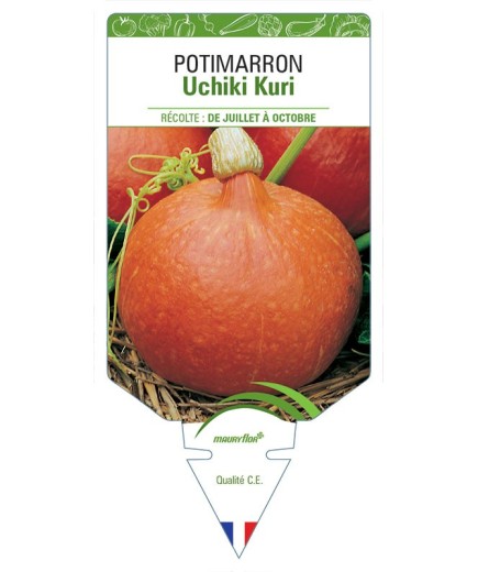 POTIMARRON UCHIKI KURI