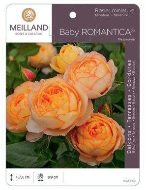BABY ROMANTICA ® Meipaonia Rosier miniature