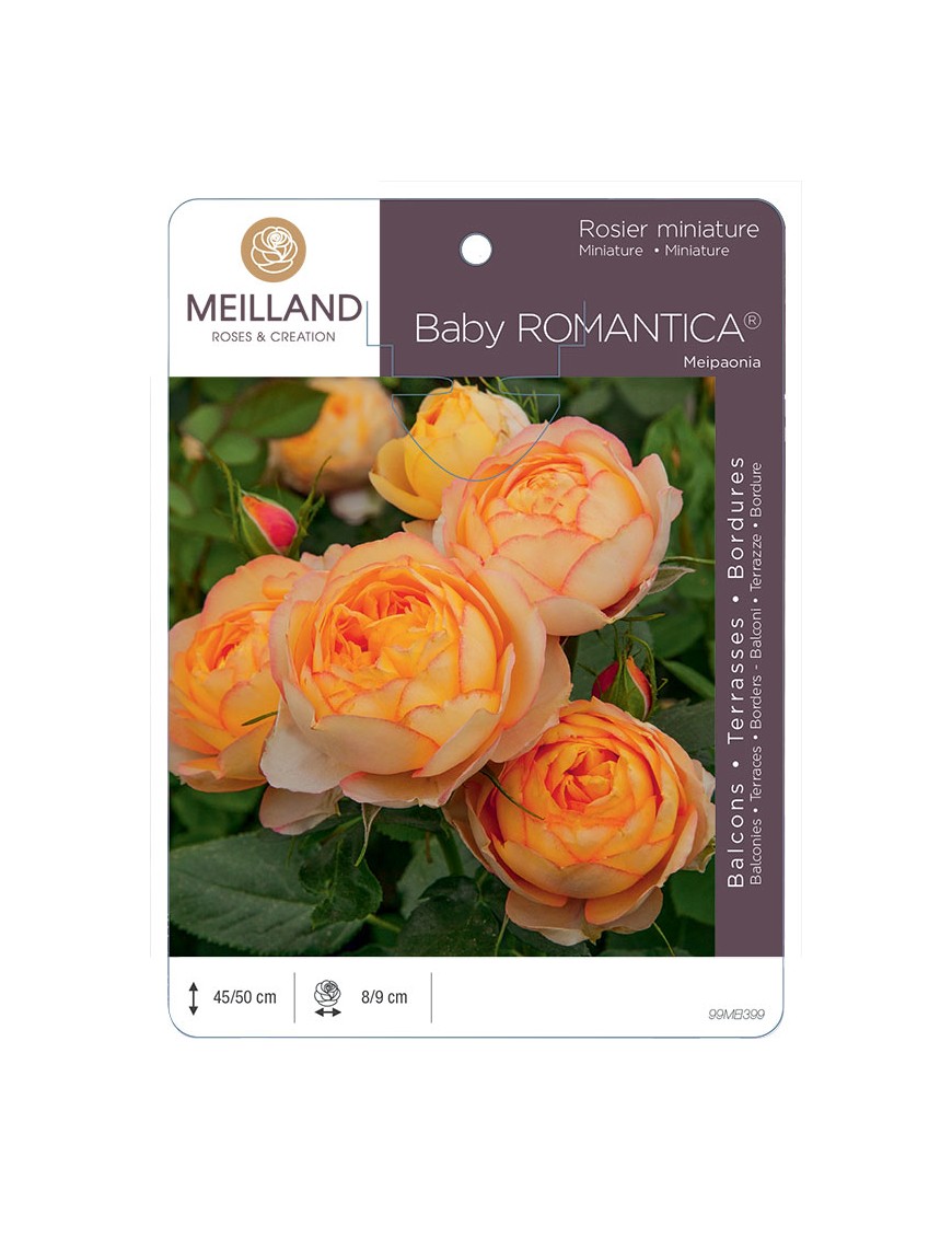 BABY ROMANTICA ® Meipaonia Rosier miniature