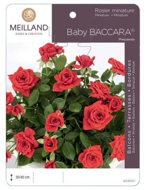 BABY BACCARA ® Meipaede Rosier miniature