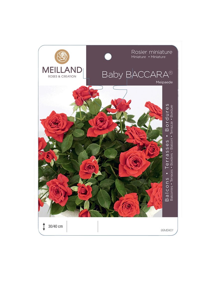 BABY BACCARA ® Meipaede Rosier miniature