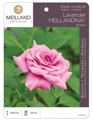LAVENDER MEILLANDINA ® Meiptima Rosier miniature
