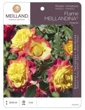 FLAME MEILLANDINA ® Meigenpi Rosier miniature