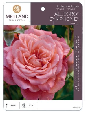 ALLEGRO SYMPHONIE ® Meilauron Rosier miniature