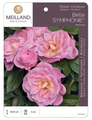 BELLE SYMPHONIE ® Meirivoui Rosier miniature