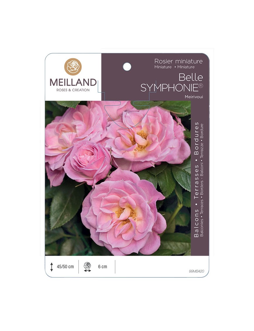 BELLE SYMPHONIE ® Meirivoui Rosier miniature