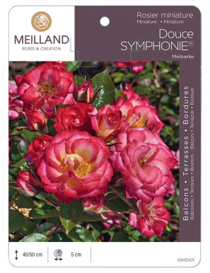 Douce SYMPHONIE® Meibarke Rosier miniature