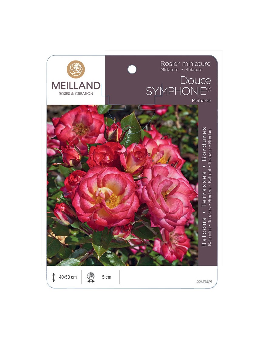 Douce SYMPHONIE® Meibarke Rosier miniature
