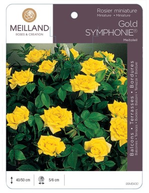GOLD SYMPHONIE ® Meitoleil Rosier miniature