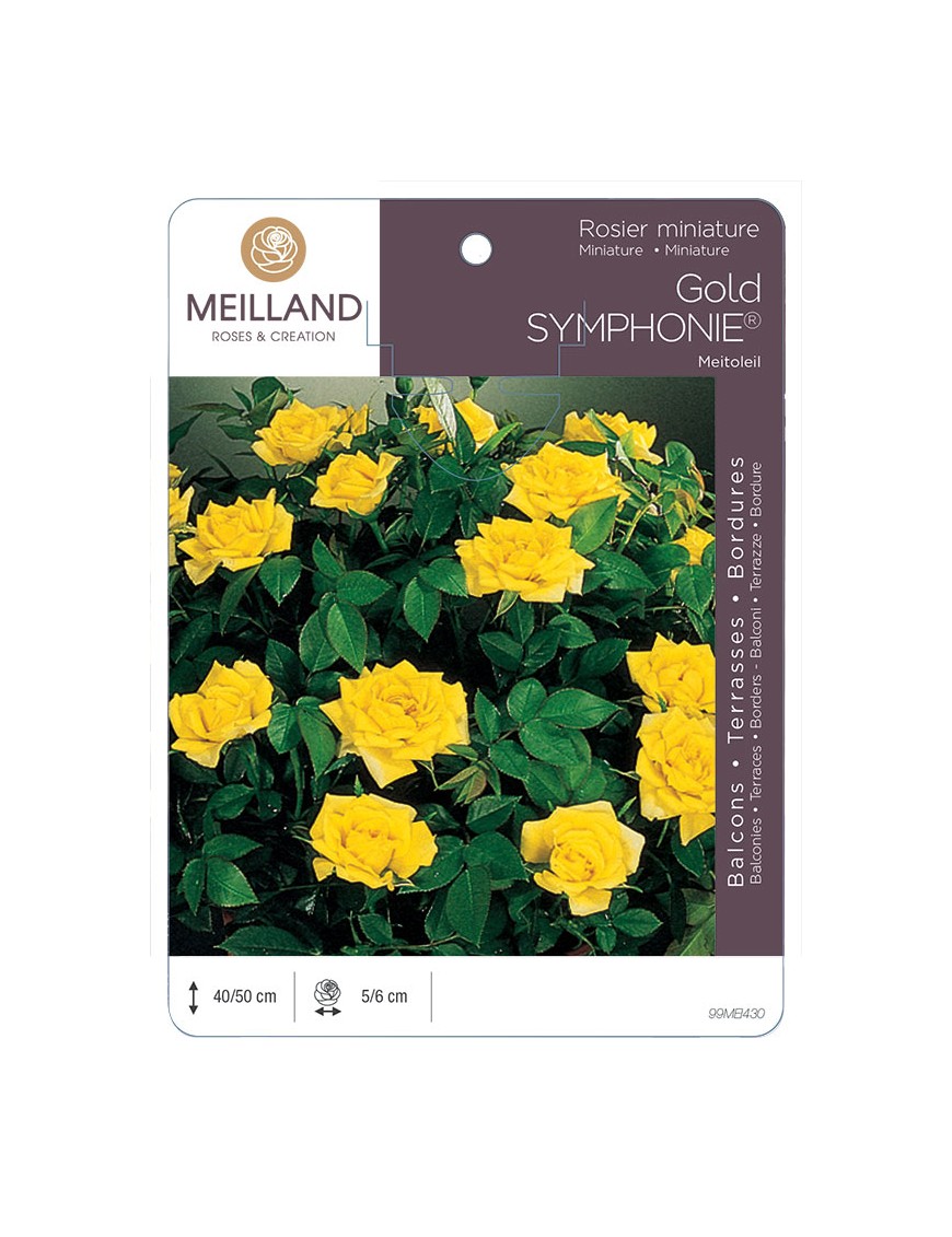 GOLD SYMPHONIE ® Meitoleil Rosier miniature