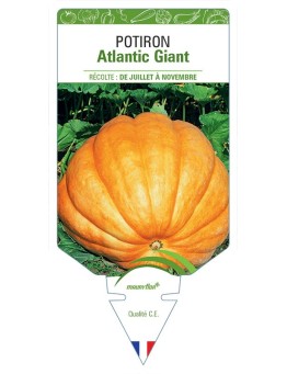 POTIRON ATLANTIC GIANT