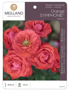 ORANGE SYMPHONIE ® Meininrut Rosier miniature