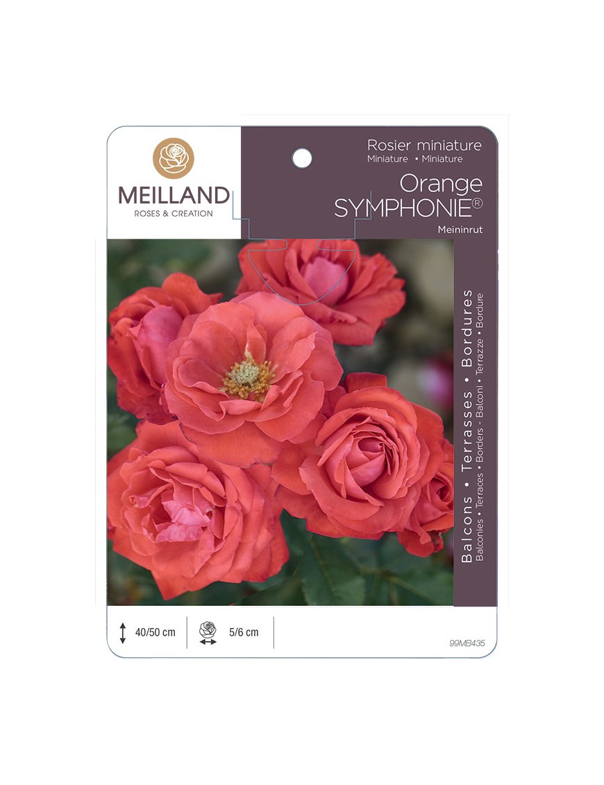ORANGE SYMPHONIE ® Meininrut Rosier miniature