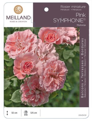 PINK SYMPHONIE ® Meitonje Rosier miniature